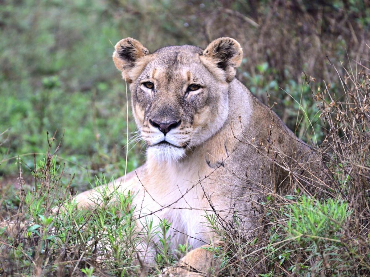 Photographing the African Big Cats: A Photo&nbsp;Essay