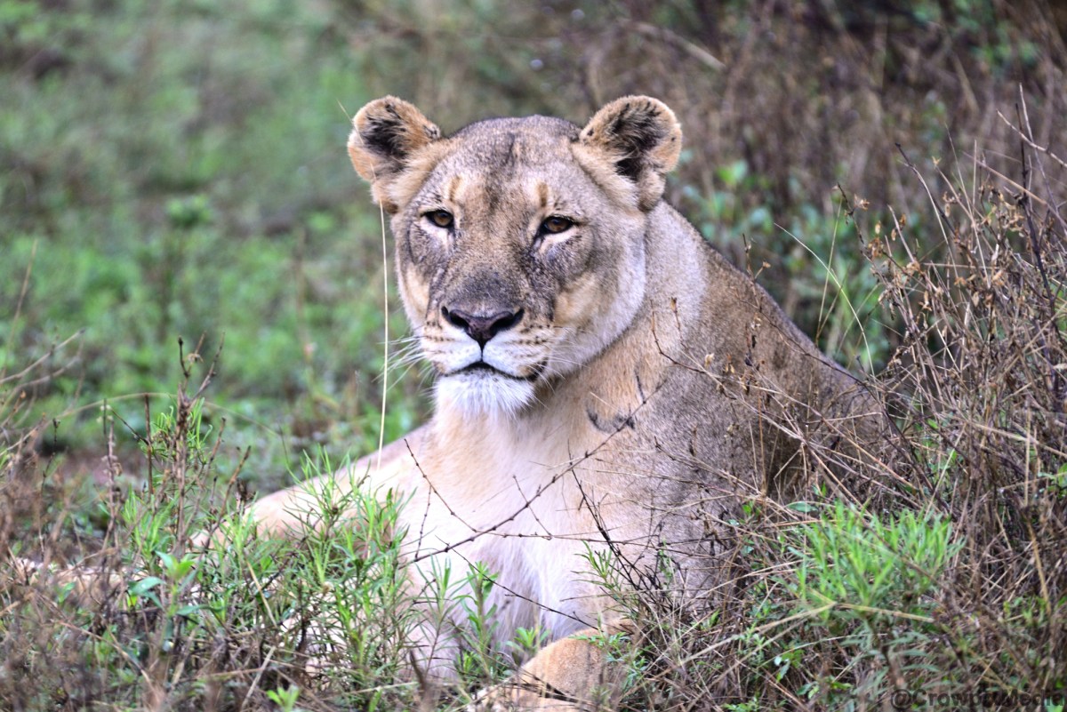 Photographing the African Big Cats: A Photo Essay Part&nbsp;I