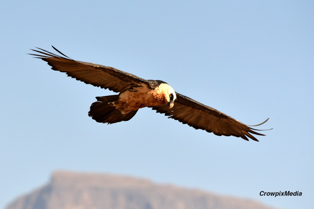 alt="A Bearded Vulture soars the skies over the Drakensberg mountains, South Africa."