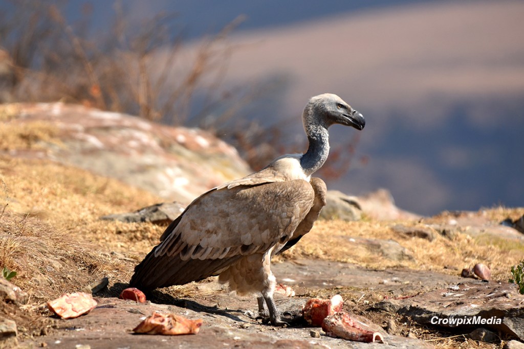 alt="A Cape vulture feasts on bone and flesh in the Drakenberg mountains, South Africa."