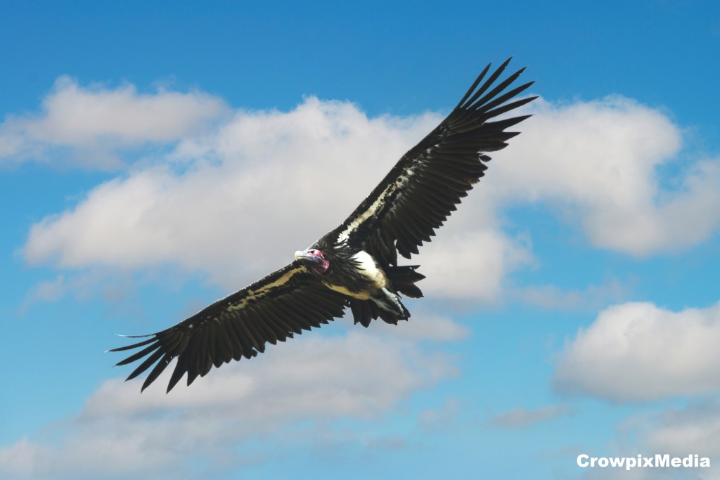 alt="A Lappet-faced vulture soars the skies displaying its large wingspan."